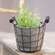 Classic Cement Planter with Rustic Wire Basket -