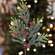 Mountain Pine w/ Berries Pick -