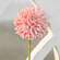 Pompom Stem, Blush;