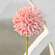 Pompom Stem, Blush - # 15001