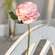 Peony Stem, Blush -