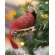 Resin Cardinal Clip Ornament #35477
