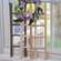 Medium Wooden Ladder, 3 Asstd. 35730;