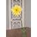 Blooming African Daisy Stem, Dark Yellow