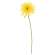 Blooming African Daisy Stem, Dark Yellow #18124