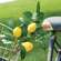 Fresh Picked Lemon Spray 18155;