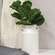 Fiddle Fig Spray FCD2335;