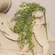 Light Green Peppergrass Bush, 19" V90172LG;