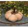 Mossy Natural Pumpkin 4.5" #CS38664