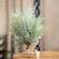 Frosted Woodland Cedar Tree, 15" 18164;