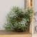 Icy Pine & Moss Bird Nest 18194;