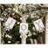 Joy Tag Garland 36433;