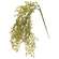 Hanging Baby Grass;