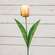 Champagne Tulip Stem, 17.5" 18299;