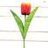 Sunset Tulip Stem, 17.5" 18300;