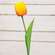 Sunrise Tulip Stem, 15.5" 18303