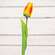 Sunset Tulip Stem, 15.5" 18304;