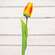 Sunset Tulip Stem, 15.5" 18304Sunset Tulip Stem, 15.5" 18304