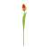 Sunset Tulip Stem, 15.5" 18304