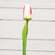 Champagne Tulip Stem, 15.5" 18305;