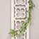 Cape Daisy, Astilbe, & Herb Garland 18319;