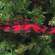 Wired Black & Red Buffalo Check Ribbon, 3" x 9 Yds 14920;