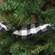 Wired Black & White Buffalo Check Ribbon, 3" x 9 Yds 14921