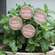 Super Needy Houseplant Poke, 4 Asstd.