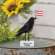Land of the Free Crow Sitter #37614