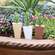 Wooden Deco Carrot, 3 Asstd.