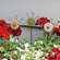 Wooden Button Flower Houseplant Poke, 3 Asstd.