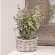 Medium Gray Willow Basket & Vase #BB9S4561