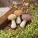 Chenille Stuffed Mushroom Ornament, 3 Asstd. #CS38912
