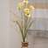 Wild Spring Geranium & Grass Spray, Yellow 18391;