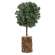 Frosted Balsam Fir Topiary, 12" 18415