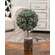 Frosted Balsam Fir Topiary, 12" 18415;