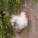 Fuzzy Chicken Ornament #SHNE4009