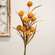 Fall Grass & Billy Ball Spray, Mustard 18435;