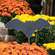 Wooden Bat Planter Stake, 5.25"H 38025;