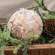 Sparkle Birch Ball Ornament, 4" RJAX4021;