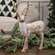 Sparkle Birch Standing Deer RJAX4022