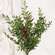 Lady Ruscus & Berries Bush, 12" SR2333297