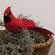 Red Feathered Cardinal Clip, 10" SR726374