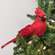 Red Feathered Cardinal Clip, 12" SR726375;