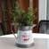 Fresh Cut Christmas Tree Farm Metal Pitcher 65364;