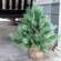 River Valley Mixed Pine Tree w/Burlap Base, 28" SR2320366