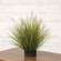 Onion Grass & Bunny Tail Pot Filler 18442;