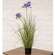 Potted Lily of the Nile & Onion Grass 18443;