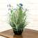 Potted Blue Cosmos w/ Onion Grass & Butterflies 18444;