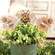 Bee Flower Wooden Plant Stake - 3/Set 38450;